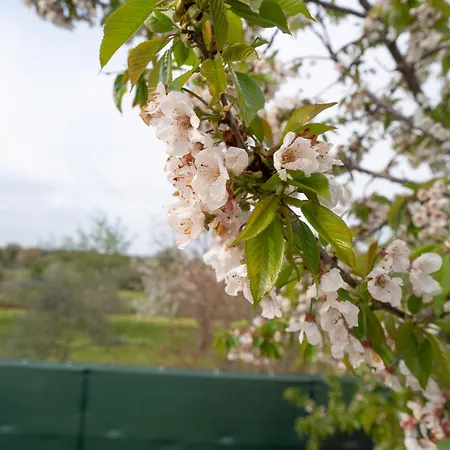 House Emily * Rovinj